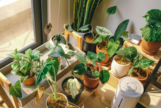 variedade de vasos com plantas para cultivar em varandas