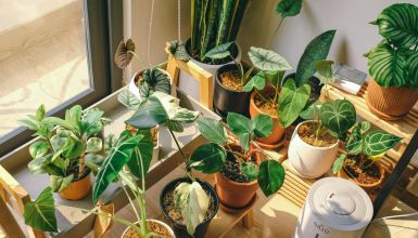 variedade de vasos com plantas para cultivar em varandas
