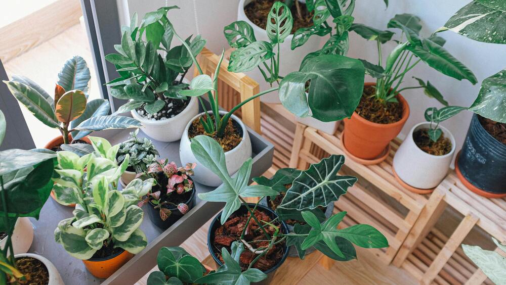Como Cultivar Plantas Decorativas em Vasos