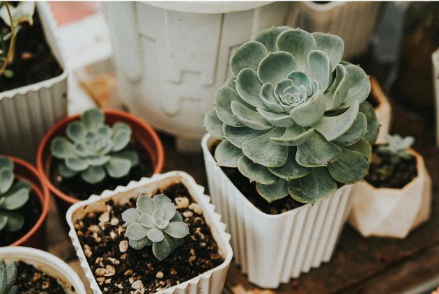 plantas suculentas em vaso