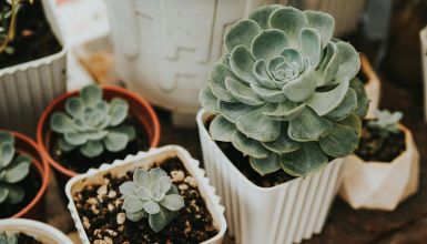 plantas suculentas em vaso