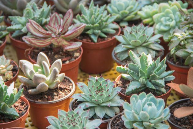 plantas suculentas tipos diversificados plantadas em vasos