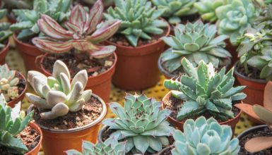 plantas suculentas tipos diversificados plantadas em vasos