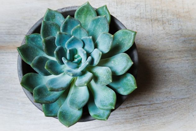 suculenta em vaso em cima da mesa