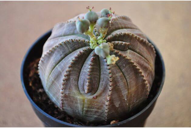 Euphorbia obesa