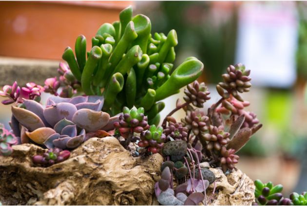 arranjo-retangular-de-suculentas-suculentos-de-cactus-em-um-plantador