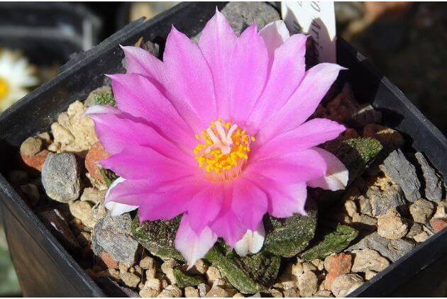 Suculenta Ariocarpus fissuratus