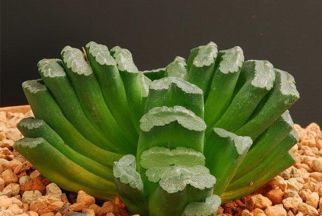 suculenta Haworthia truncata