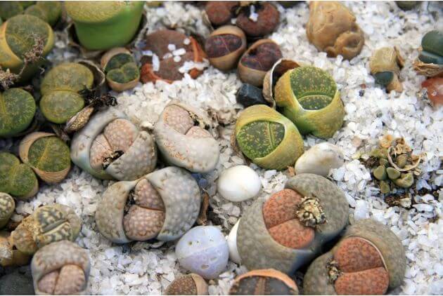 suculenta Lithops (Pedras Vivas)