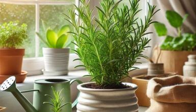 vaso com alecrim para cultivar em casa , perto a janela para obter claridade junto com regador e outros vasos