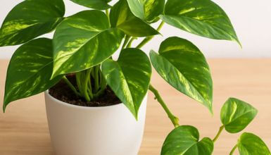 planta jibóia em vaso sobre a mesa