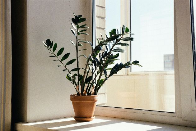 Zamioculca em vaso na janela tomando sol