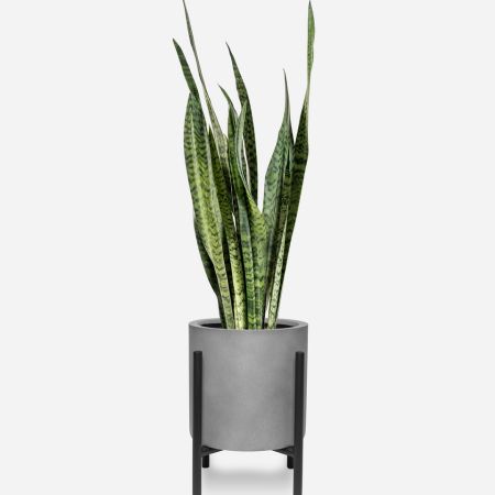 espada de são Jorge em vaso decorativo branco 