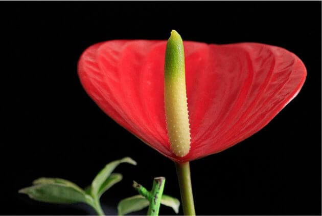 flor de anturio 