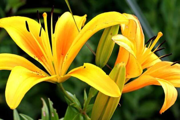 flor de lirio 