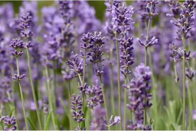 planta lavanda na plantação de campo 