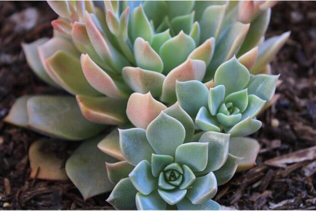 planta suculenta