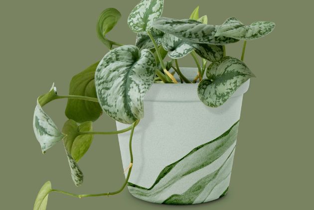 planta jiboia em um vaso branco 
