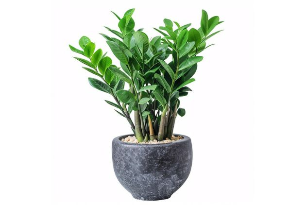 zamioculca em vaso 