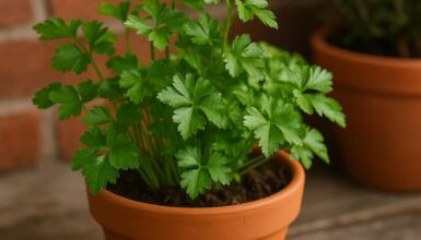 salsa plantada no vaso