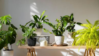 plantas da sorte em vasos em cima de mesa