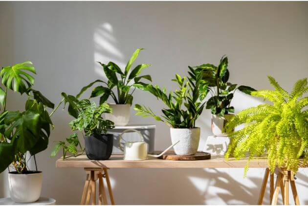 12-Plantas-da-Sorte-para-Ter-em-Casa-e-Atrair-Abundância