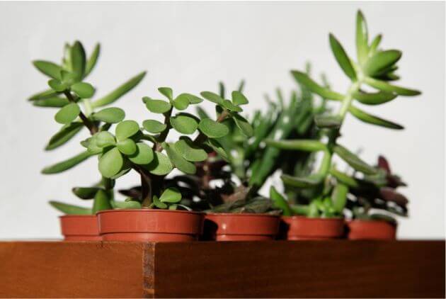 jade planta do dinheiro em vaso plastico 