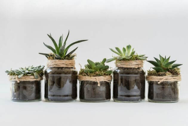 Plantas Suculentas Como Cuidar Forma Simples e Sem Erros