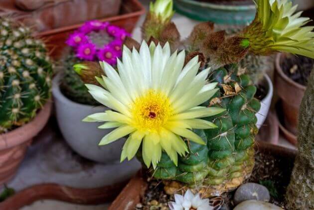 suculenta cacto com flor amarela