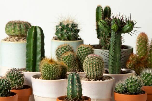 plantas da sorte para ter em casa-plantas cactus em vasos branco e marrom 