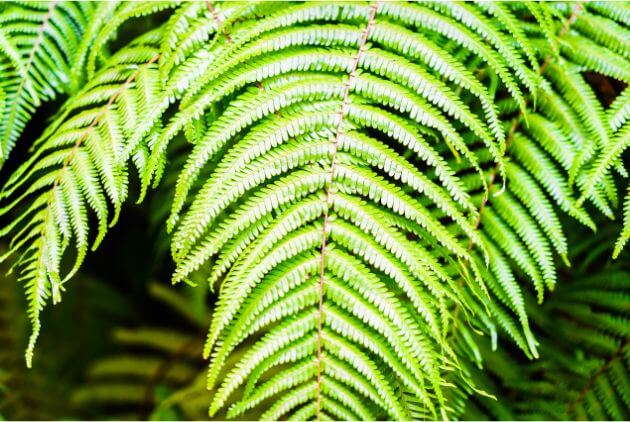 Folha de planta samambaia americana 