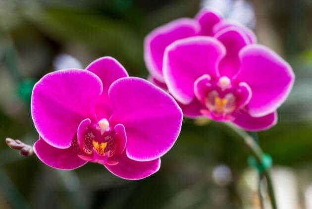 plantas da sorte para ter em casa orquidea 