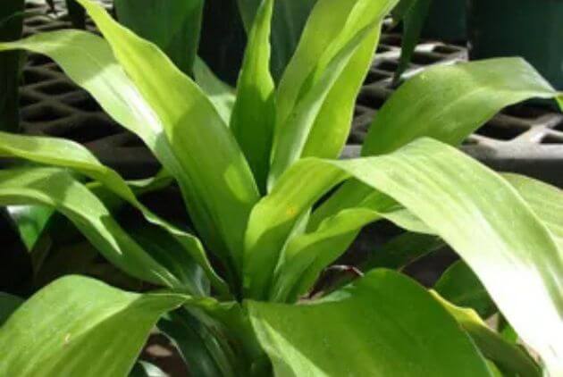 plantas da sorte para ter em casa-planta pau dagua dracena 