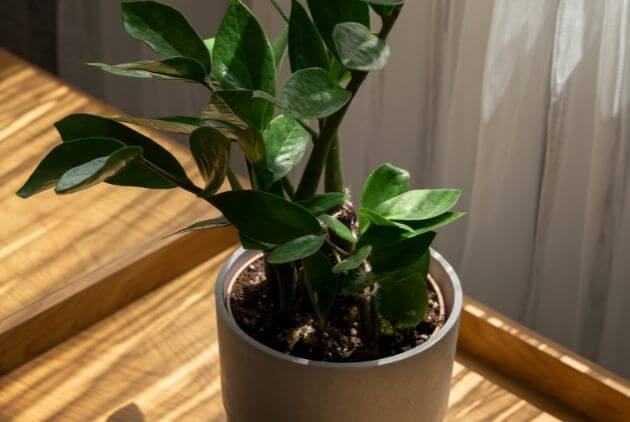 Plantas Que Purificam o Ar e Decoram - ficus elástica em vaso 