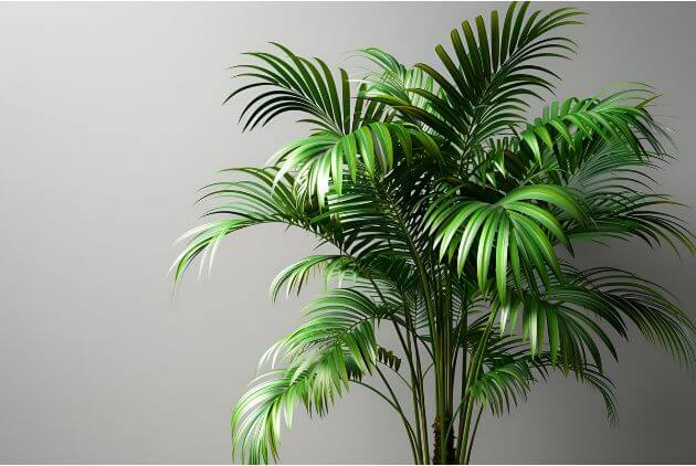 Plantas Que Purificam o Ar e Decoram -palmeira areca em vaso 