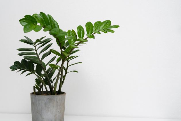  zamioculca em vaso branco 
