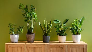 plantas que purificam o ar em vaso em cima de aparadaor