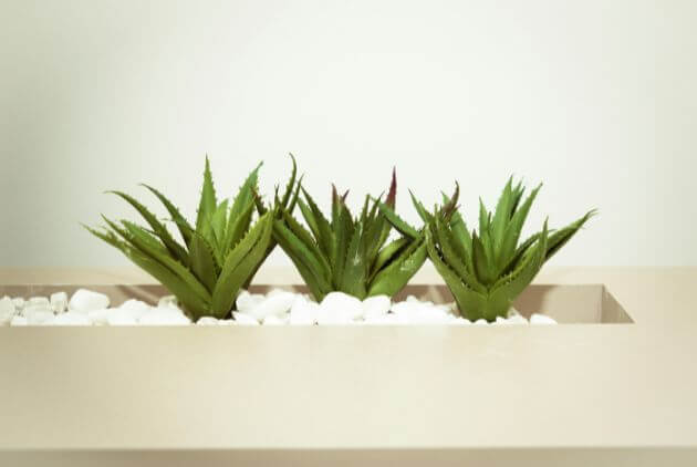 Vaso retangular com pedras no fundo e 3 mudas de suculenta aloe vera 