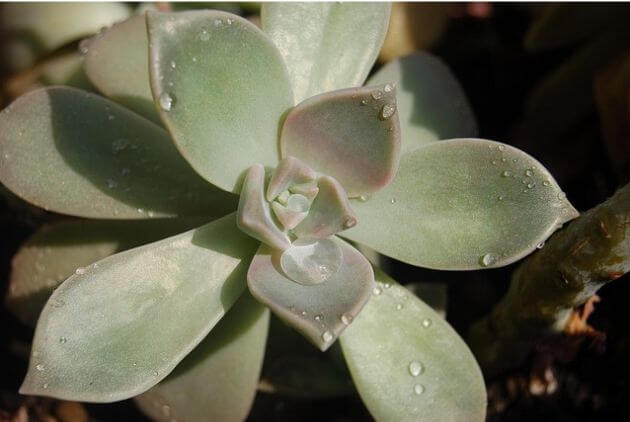 suculenta graptopetalum 