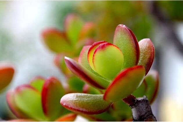 Suculenta Crassula Ovata  