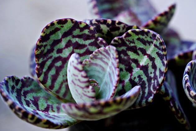 suculenta Kalanchoe