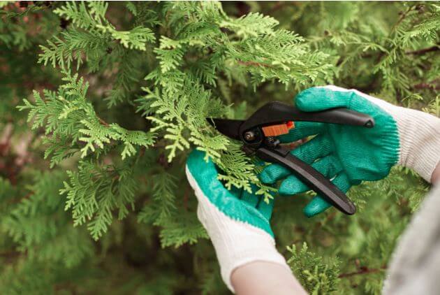 jardineiro com luvas de proteção e fazendo a poda da planta 