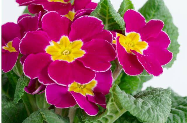 Plantas de Jardim Resistentes ao Sol - lantana-camara