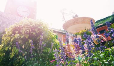 Plantas de jardim resistentes ao sol