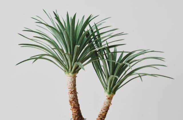 Plantas de Jardim Resistentes ao Sol yucca e agave