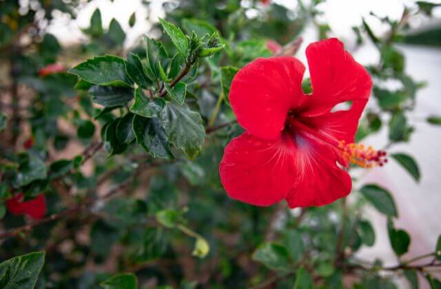 Plantas de Jardim Resistentes ao Sol- hibisco