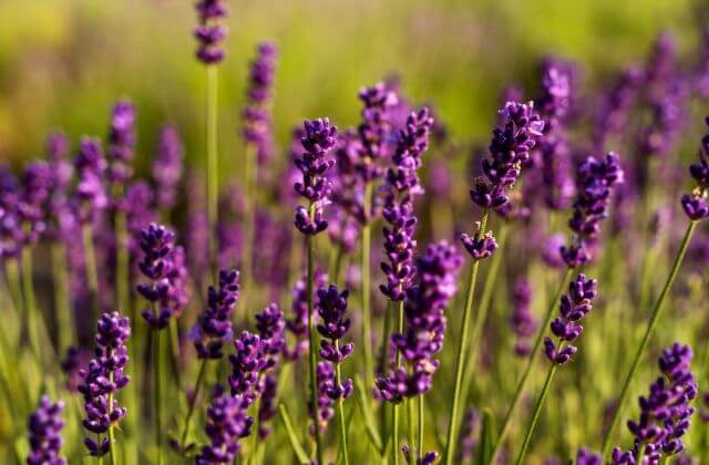   lavanda no campo 