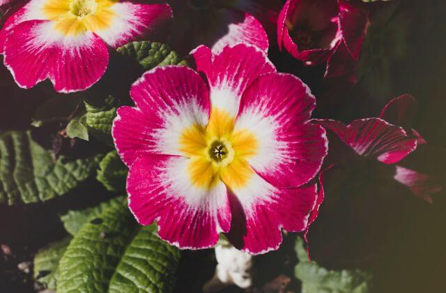 Plantas de Jardim Resistentes ao Sol - onze-horas