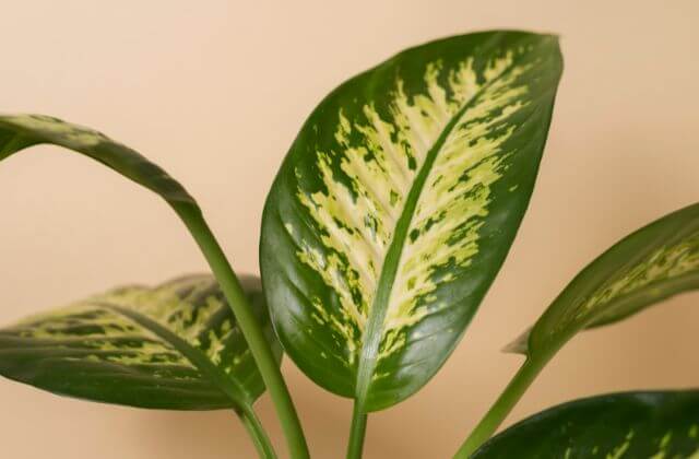 Plantas para Banheiro com Pouca Luz- jiboia