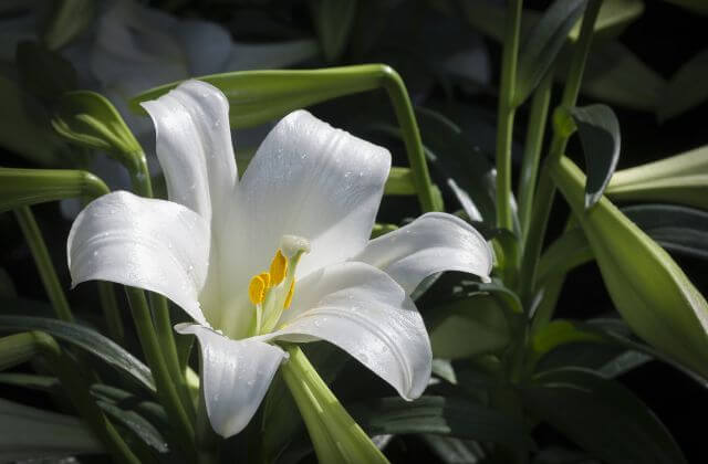 Plantas para Banheiro com Pouca Luz - lirio da paz 